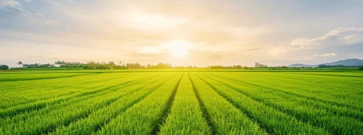 From Our Family Farm: The Magic of Poppin’ Cobs