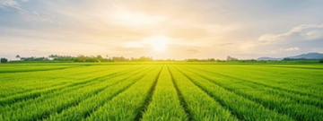 From Our Family Farm: The Magic of Poppin’ Cobs