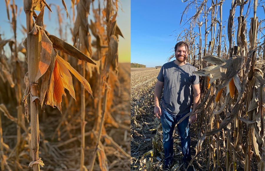 Left: a popcorn cob drying on the stalk before harvest. Right: Adam, Owner and Founder, out in our popcorn field at harvest time.
